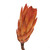  Vickerman H1RNS775 14" Nectarine Repens Nat Stem 6/Bundle 