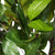  Vickerman T161250 50" Artificial Camellia Tree in Pot in Pot 