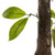  Vickerman T161250 50" Artificial Camellia Tree in Pot in Pot 