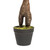  Vickerman T161250 50" Artificial Camellia Tree in Pot in Pot 