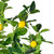  Vickerman TA171101 51" Artificial Real Touch Lemon Tree in Pot 