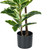  Vickerman TA193050 50" Artificial Dieffenbachia Real Touch 