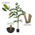  Vickerman TB170848 4ft Artificial Green Nandina Tree in Pot 