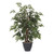  Vickerman TBU0640-RG 4ft Artificial Ming Aralia Bush in Gray Pot 