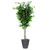  Vickerman TDX0160-RB 6ft Artificial Ficus Tree in Pot 