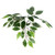  Vickerman TDX0260-07 6ft Artificial Variegated Ficus Deluxe Tree in Black Pot 