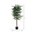  Vickerman TEC0160-07 6ft Artificial Ficus Tree in Pot 
