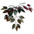  Vickerman TEC0360-RG 6ft Artificial Capensia Tree in Pot 