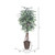  Vickerman TEX0260-RB 6ft Variegated Artificial Ficus Tree in Pot 