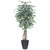  Vickerman TEX0260-RG 6ft Variegated Artificial Ficus Tree in Pot 