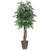  Vickerman TEX0660-RB 6ft Artificial Ming Aralia Executive Tree in Brown Pot 