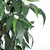  Vickerman TEX2860-07 6ft Artificial Mango Tree in Black Pot 