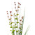 Vickerman TN170201-6 - 36 in. Green Eucalyptus Grass Artificial Spray - 6 Pack