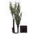 Vickerman X220650 5' Green Mini Pine Twig Tree LED 90WW