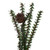 Vickerman C803924 - 2 ft Carmel Pine Unlit Christmas Tree