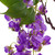 Vickerman EF222266 - 56 in. Purple Wisteria Hanging Artificial Spray