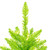 Vickerman K162621LED - 2 ft Lime Fir Prelit Lime LED Christmas Tree 