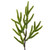 Vickerman RS240332 - 32 in Norfolk Pine Unlit Christmas Tree 