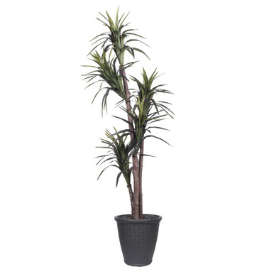 Vickerman TEX1160-RG | 6ft Marginata Executive Tree in Gray Pot