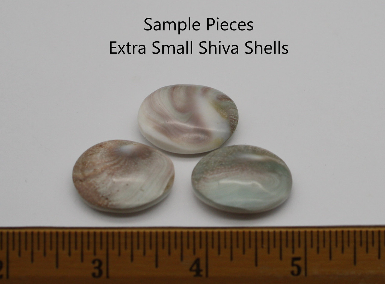 Shiva Shells