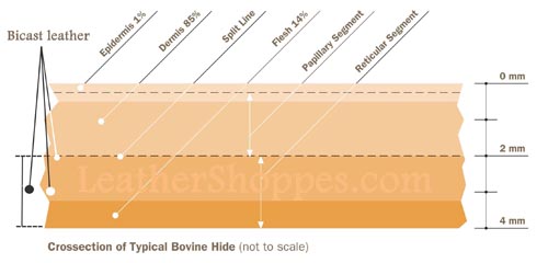 Bi Cast cross section