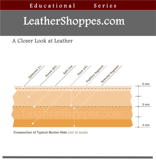 Leather Hide crosssection