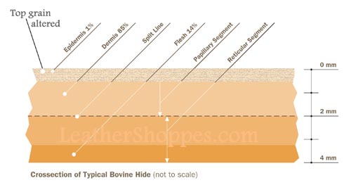 Leather Hide Cross section