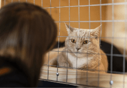 cat in cage