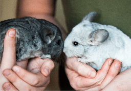 pair of chinchillas