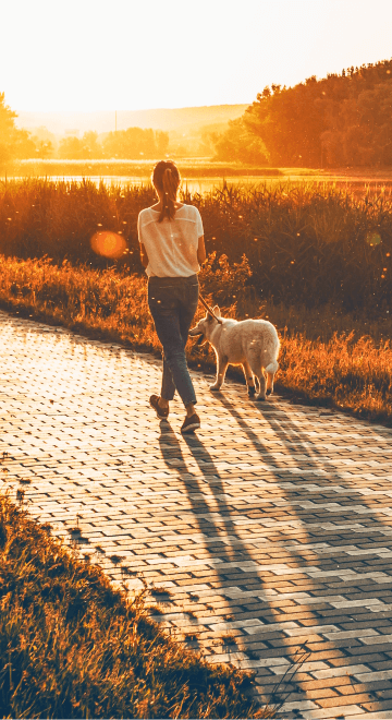 Person walking dog during sunset