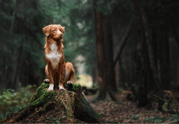 dog in woods