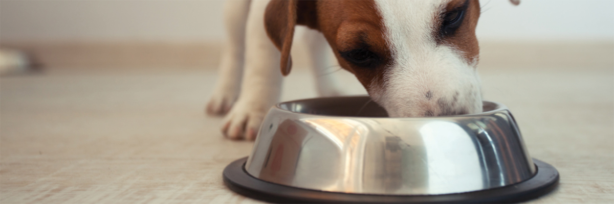 dog eating bowl of food