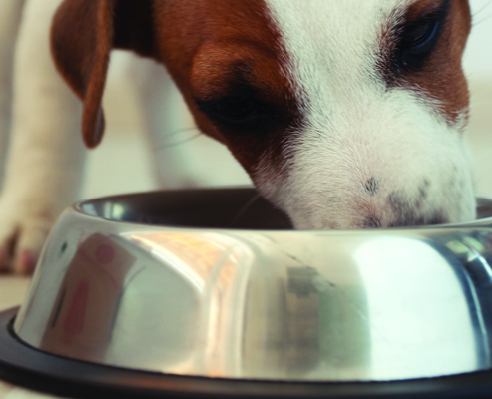 dog eating bowl of food