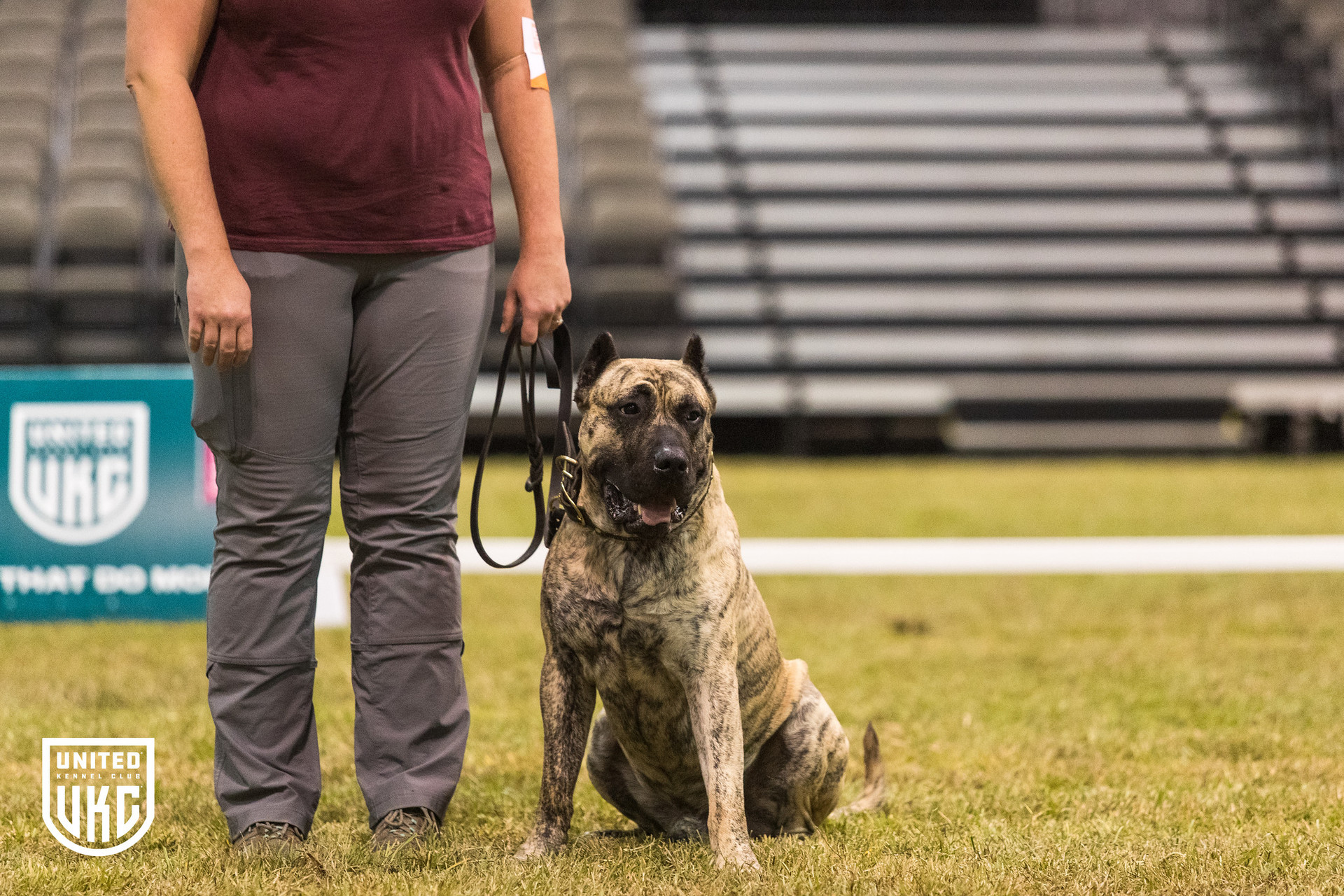 Akc Obedience Trial Akc Companion Dog Akc Championship Dog Shows