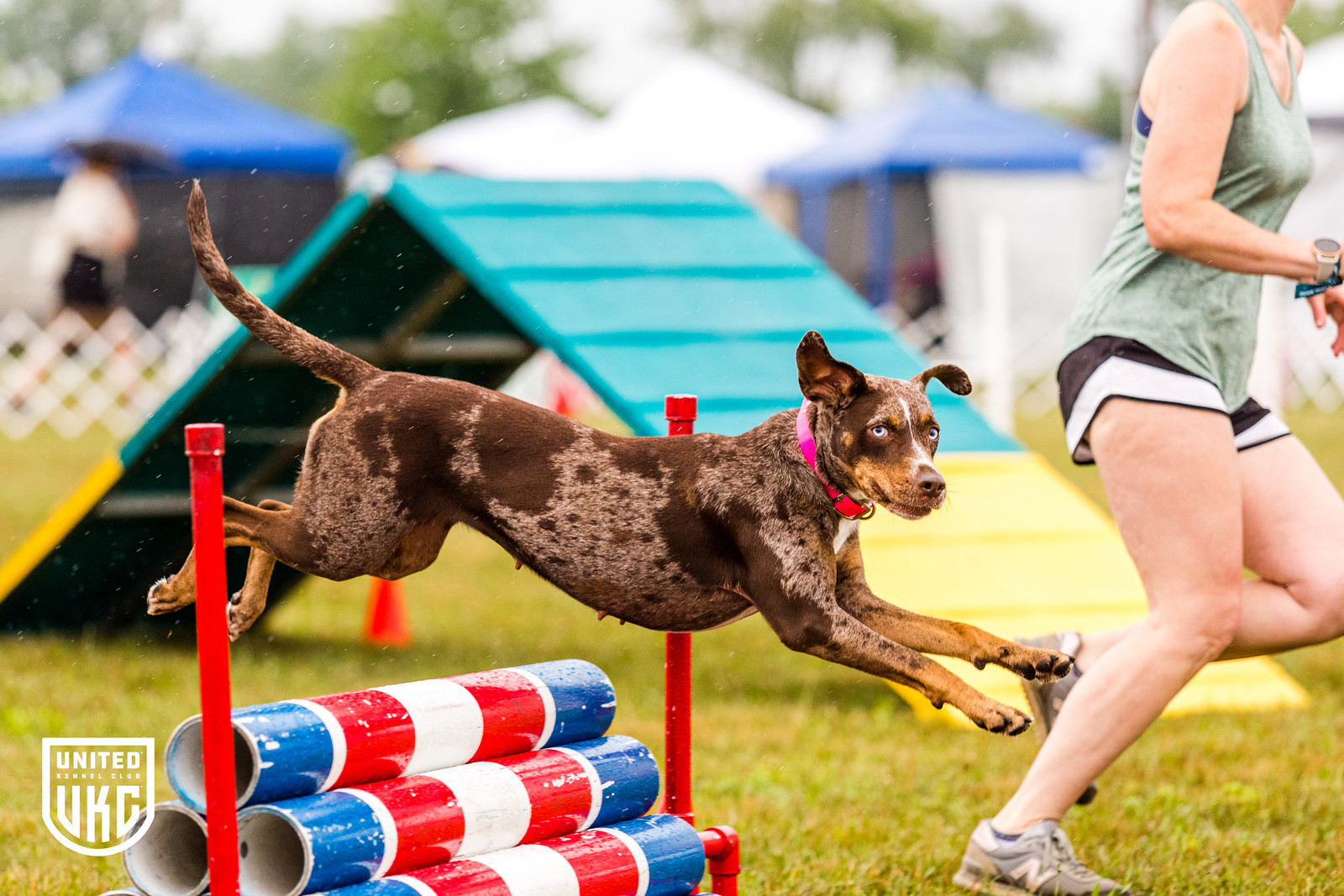 Kennel Club Agility Clubs Agility Classes All Agility Dog Agility