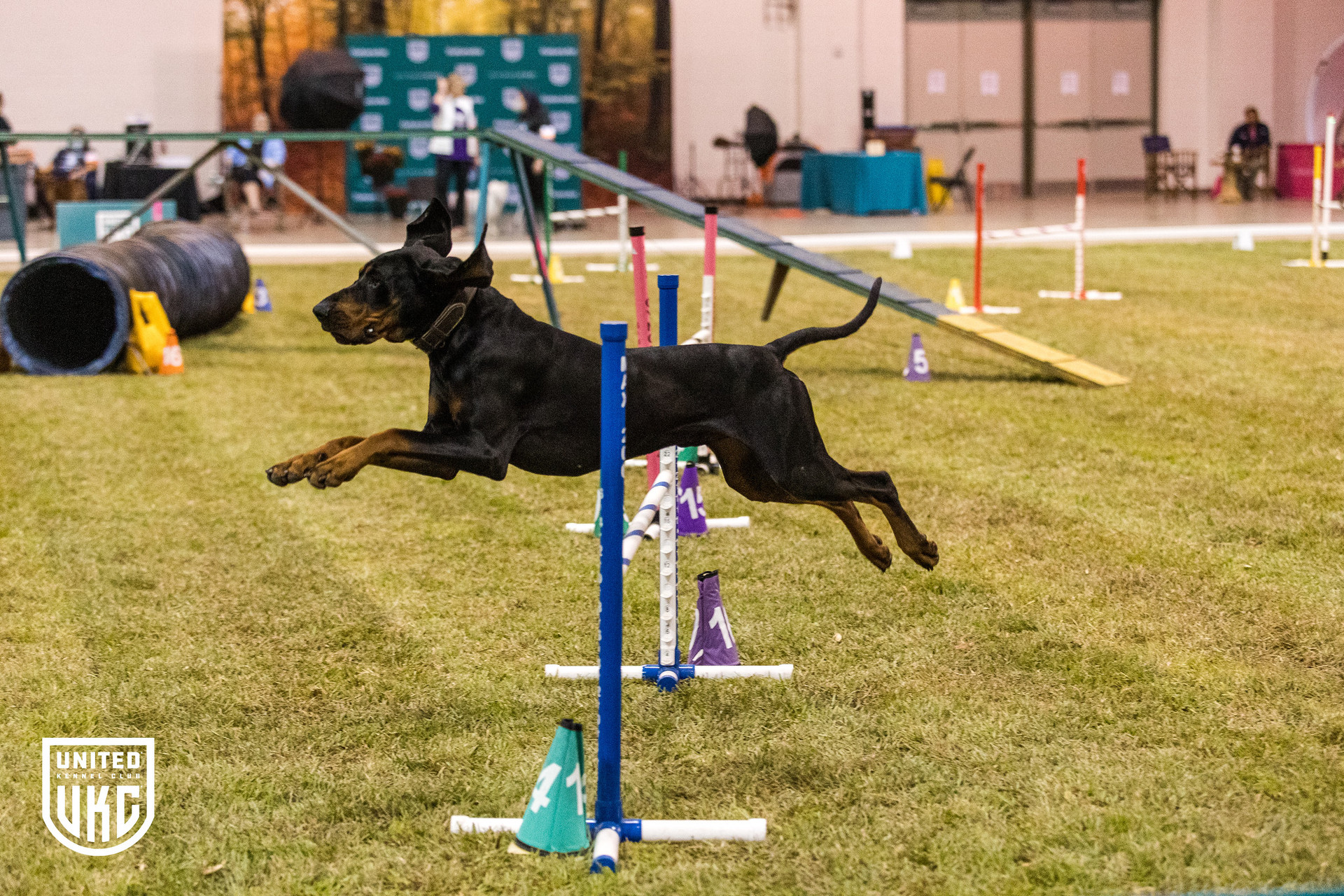 german shepherd dog training agility near me