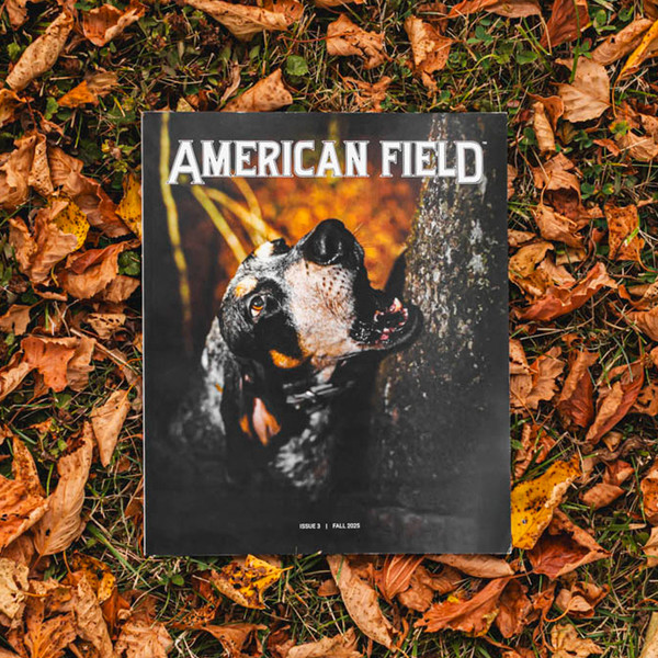 American Field back issues