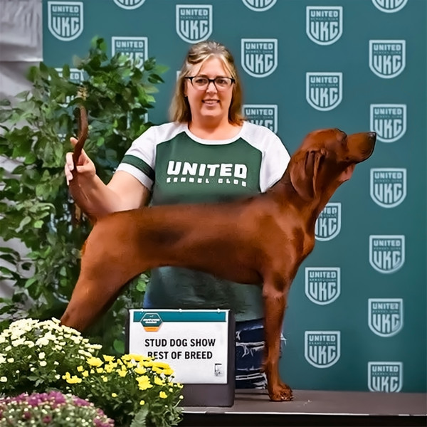 Women's Heathered Green Colorblock Jersey Tee with UKC Logo – Soft Cotton Blend Raglan Shirt Women's Heathered Green Colorblock Jersey Tee with UKC Logo – Soft Cotton Blend Raglan Shirt
