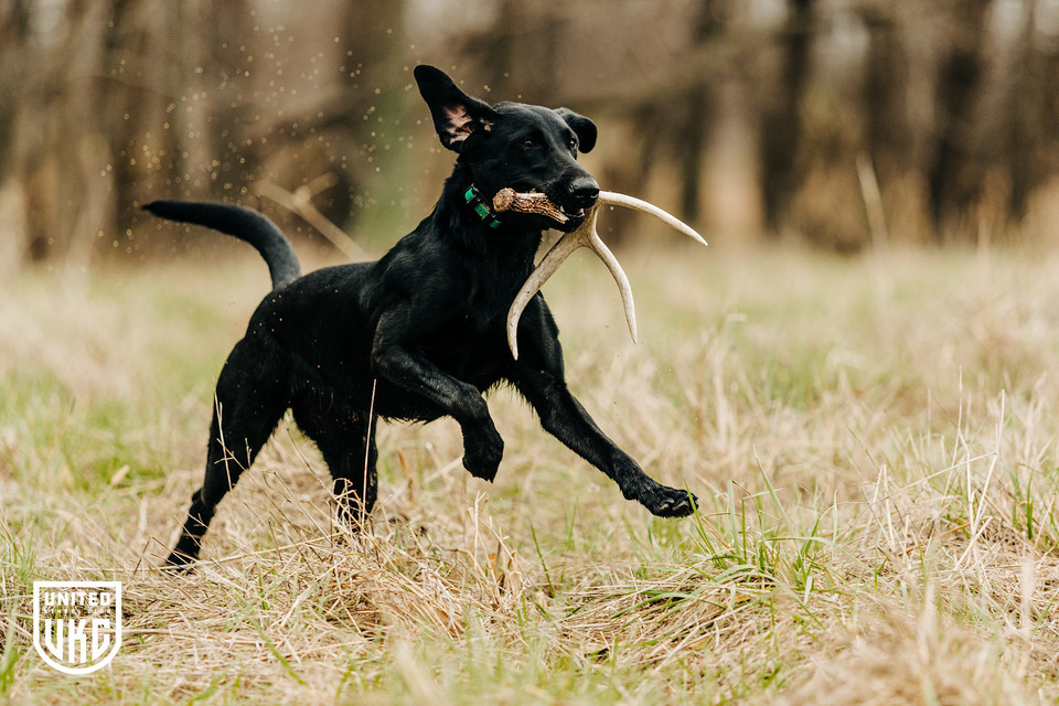 UKC Elite Shed Dog Series Rulebook