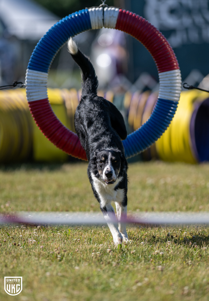 UKC Agility Competition Rulebook – 2025 Edition