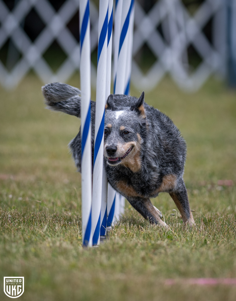 UKC Agility Competition Rulebook – 2025 Edition
