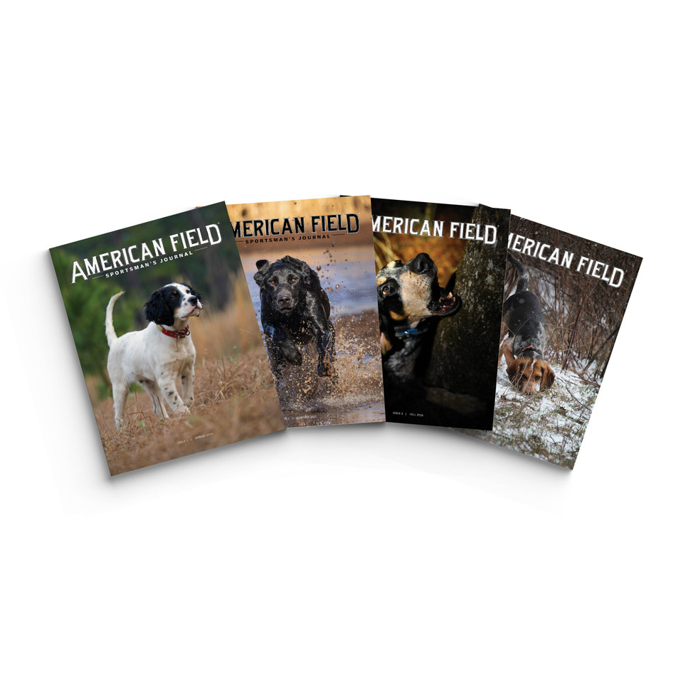 American Field is back in production as a leading authority for hunting dog enthusiasts.