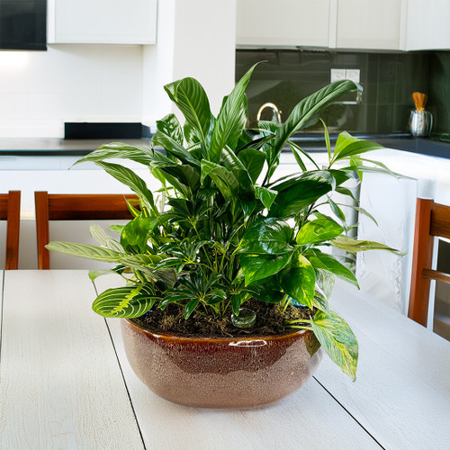 Dish Garden in Ceramic Pot (Premium)