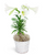 Easter Lily
