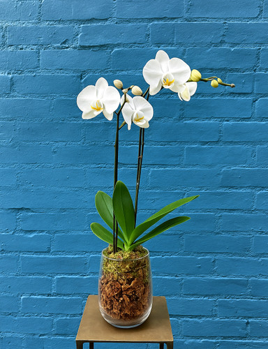 minties (white phalaenopsis orchid plant)