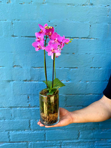 sweet bella (phalaenopsis orchid)