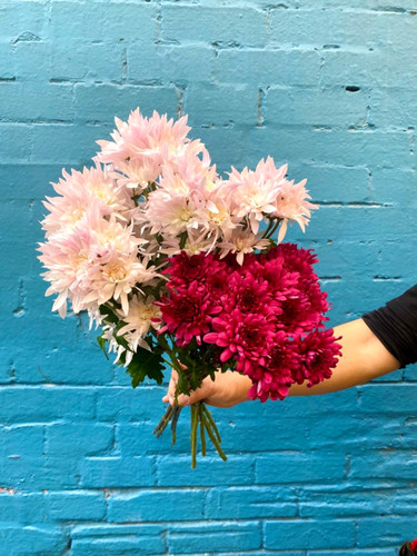 MARKET SPECIALS - chrysanthemums MARKET SPECIALS - chrysanthemums