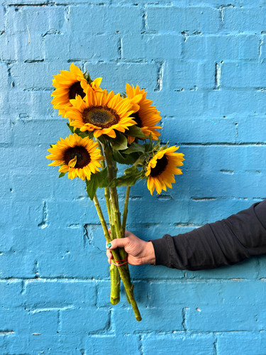 MARKET SPECIALS - sunflowers MARKET SPECIALS - sunflowers