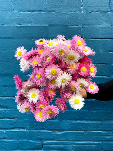 MARKET SPECIALS - pink paper daisy