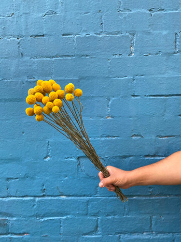 MARKET SPECIALS - billy buttons